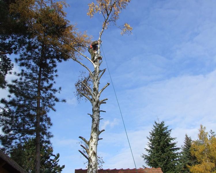 Usługi arborystyczne